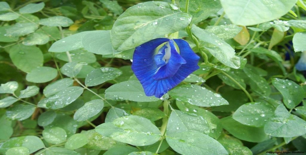Aparajita