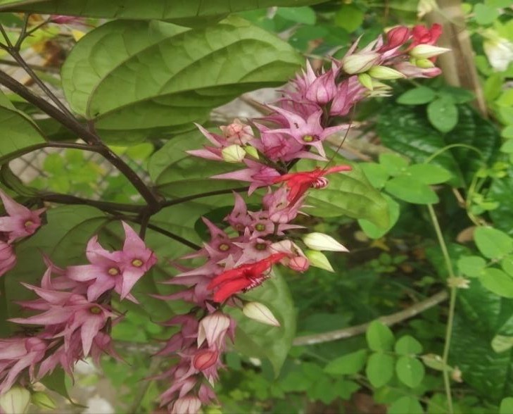 Bleeding Heart