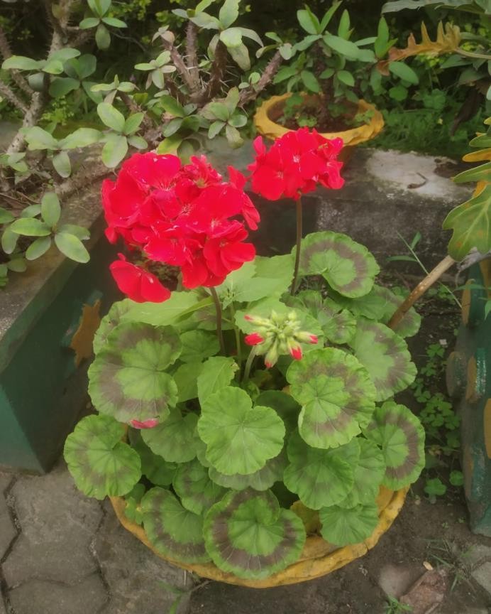 Horseshoe Geranium