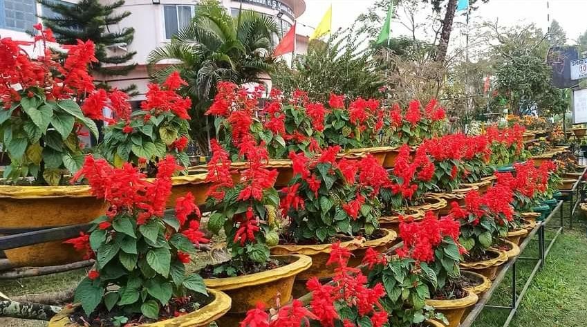 Salvia