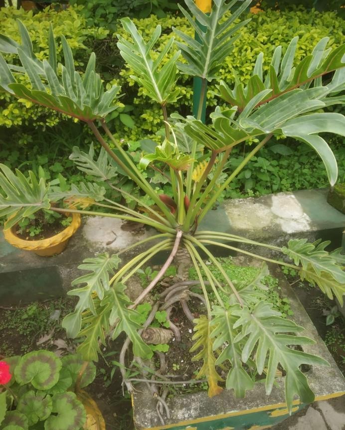 Split-leaf Philodendron