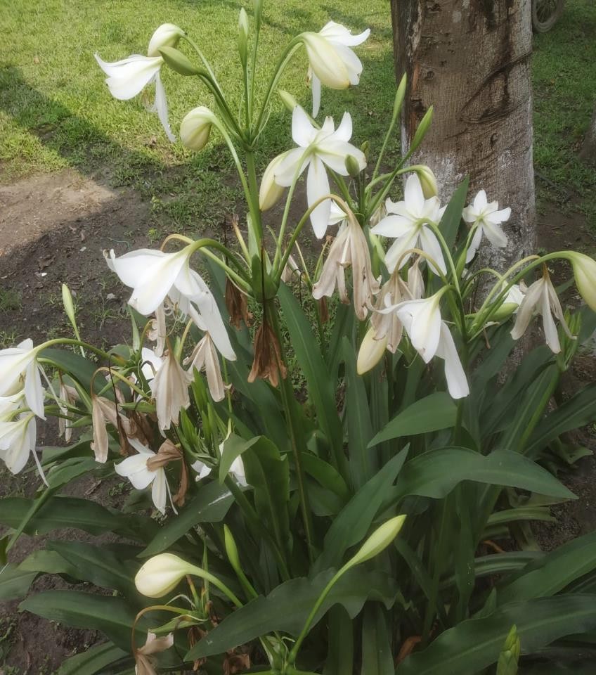 Natal Lily