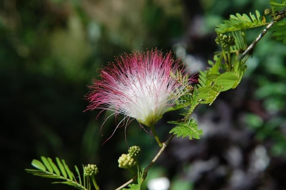 Pink Powder-puff