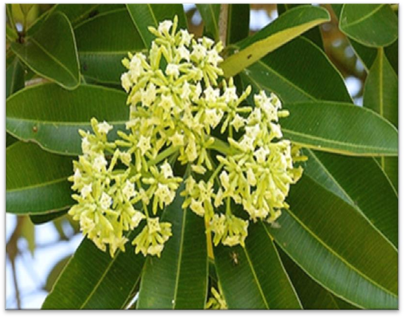 Sotiana