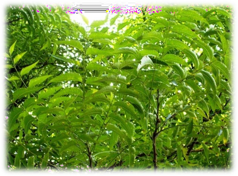 Neem