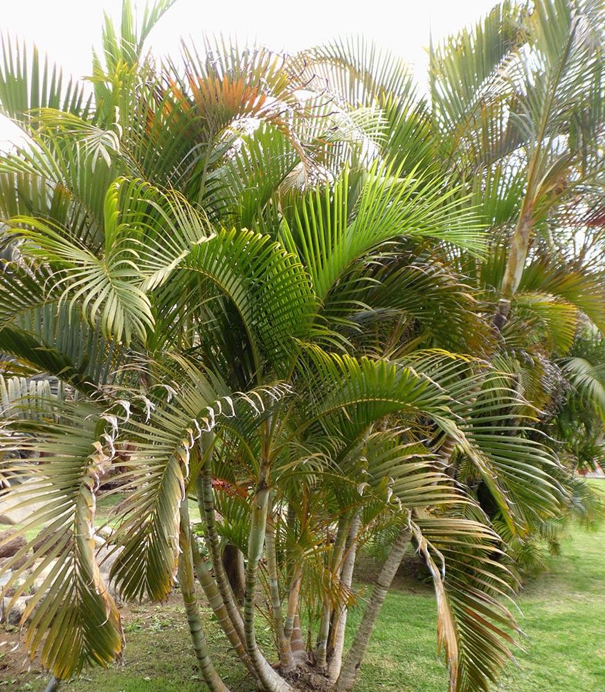 Momai-tamol