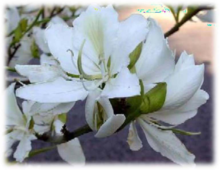 Kanchon