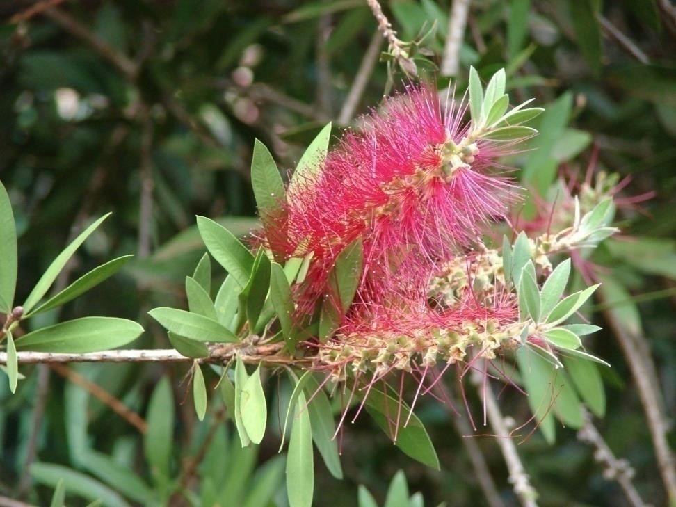 Bottlebrush