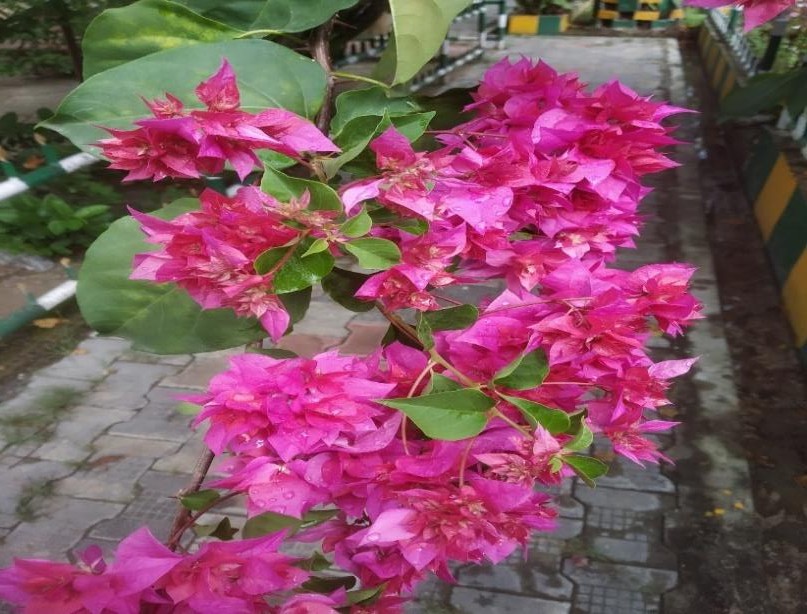 Baugainvillea