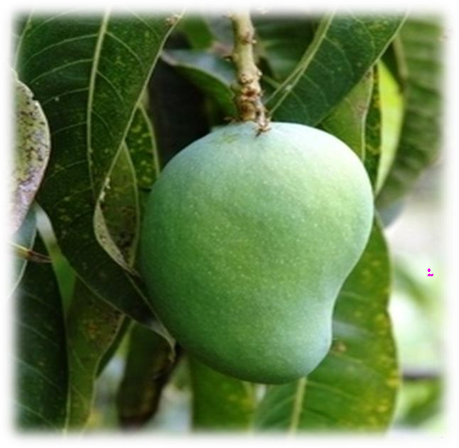 Aam