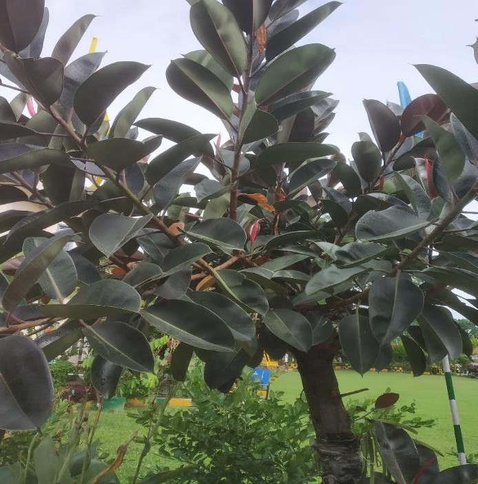 Assam rubber Tree