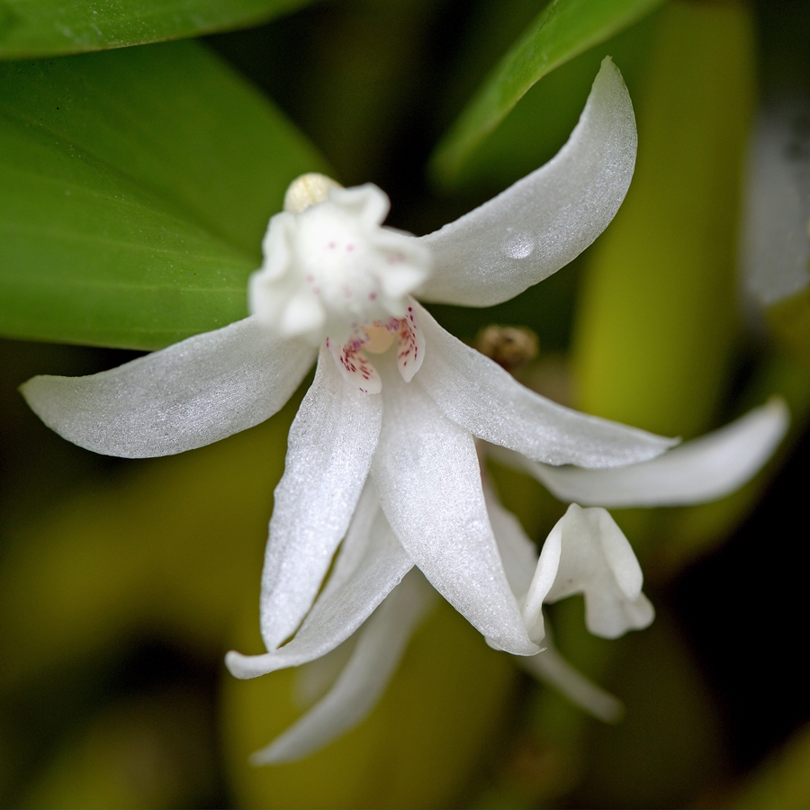 Fading Dendrobium