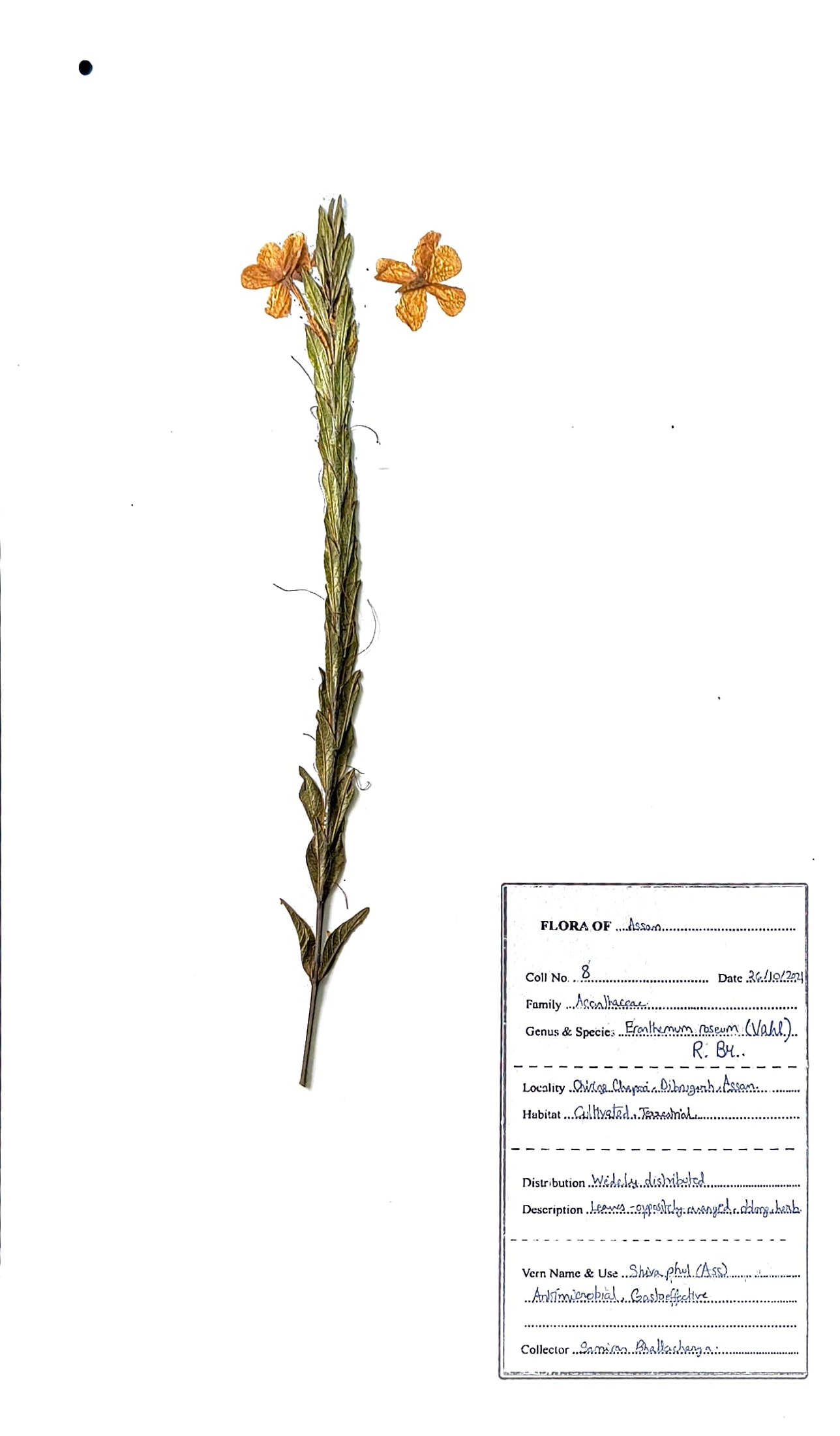 Eranthemum roseum (Vahl) R.Br.