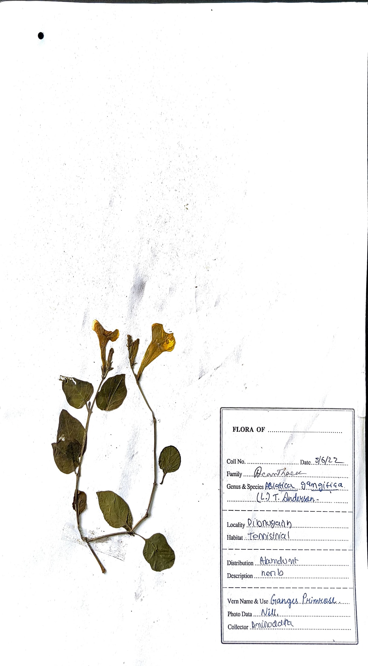 Asystasia gangetica (L.) T.Anderson