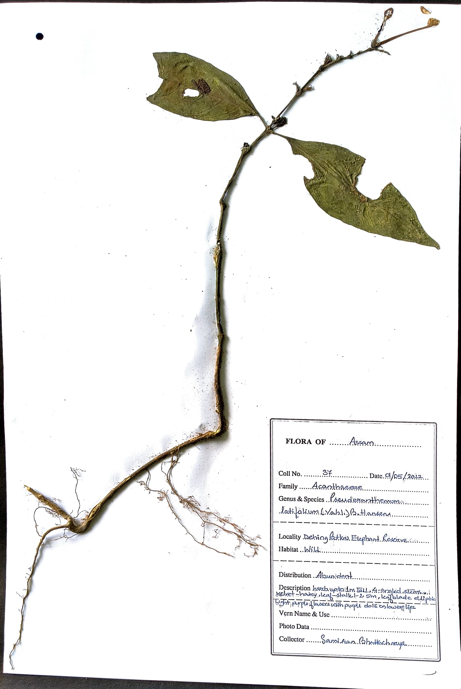 Pseuderanthemum latifolium B. Hansen