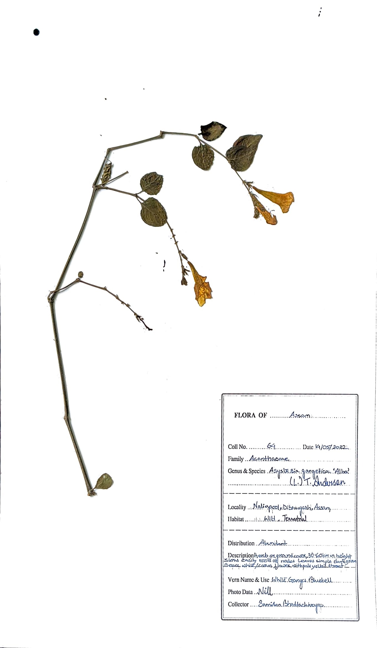 Asystesia gangetica (L.) T. Andersen