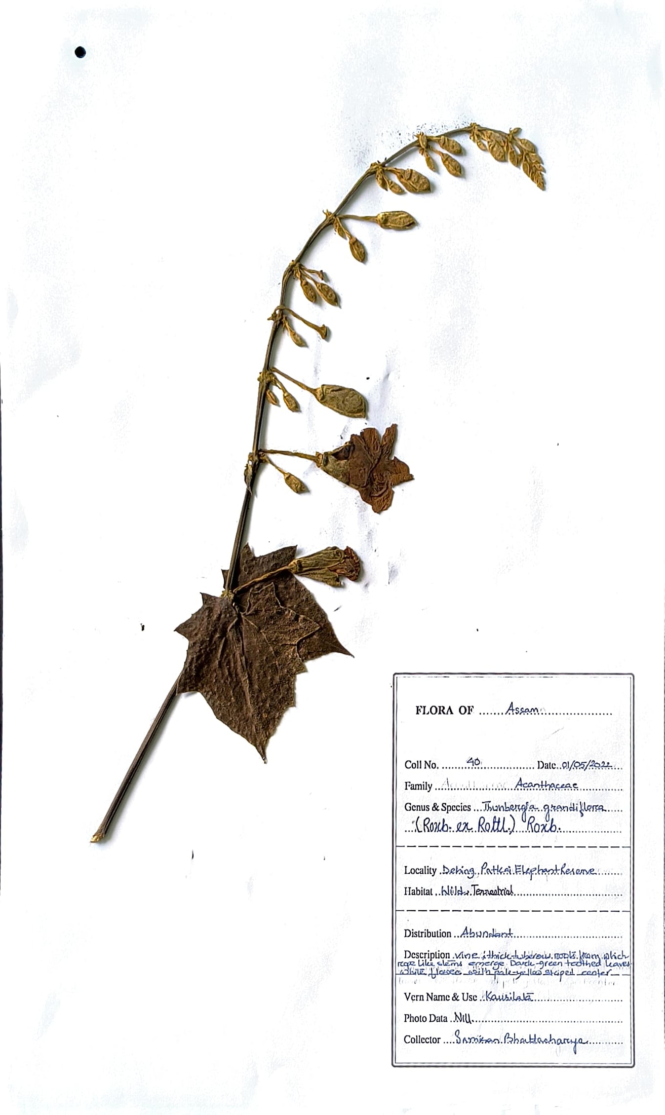 Thunbergia grandiflora (Roxb.ex Rottl.) Roxb.