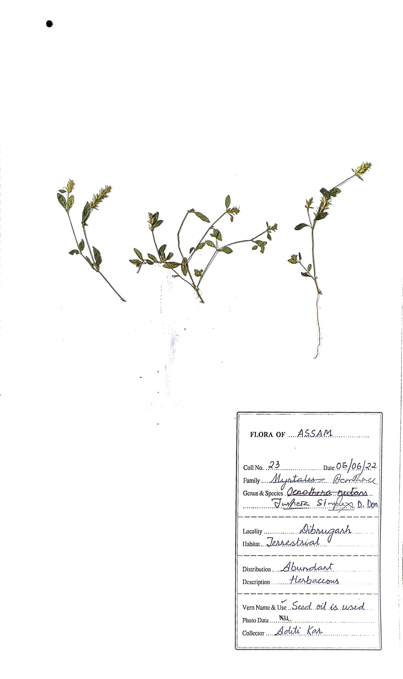 Justicia simplex D. Don