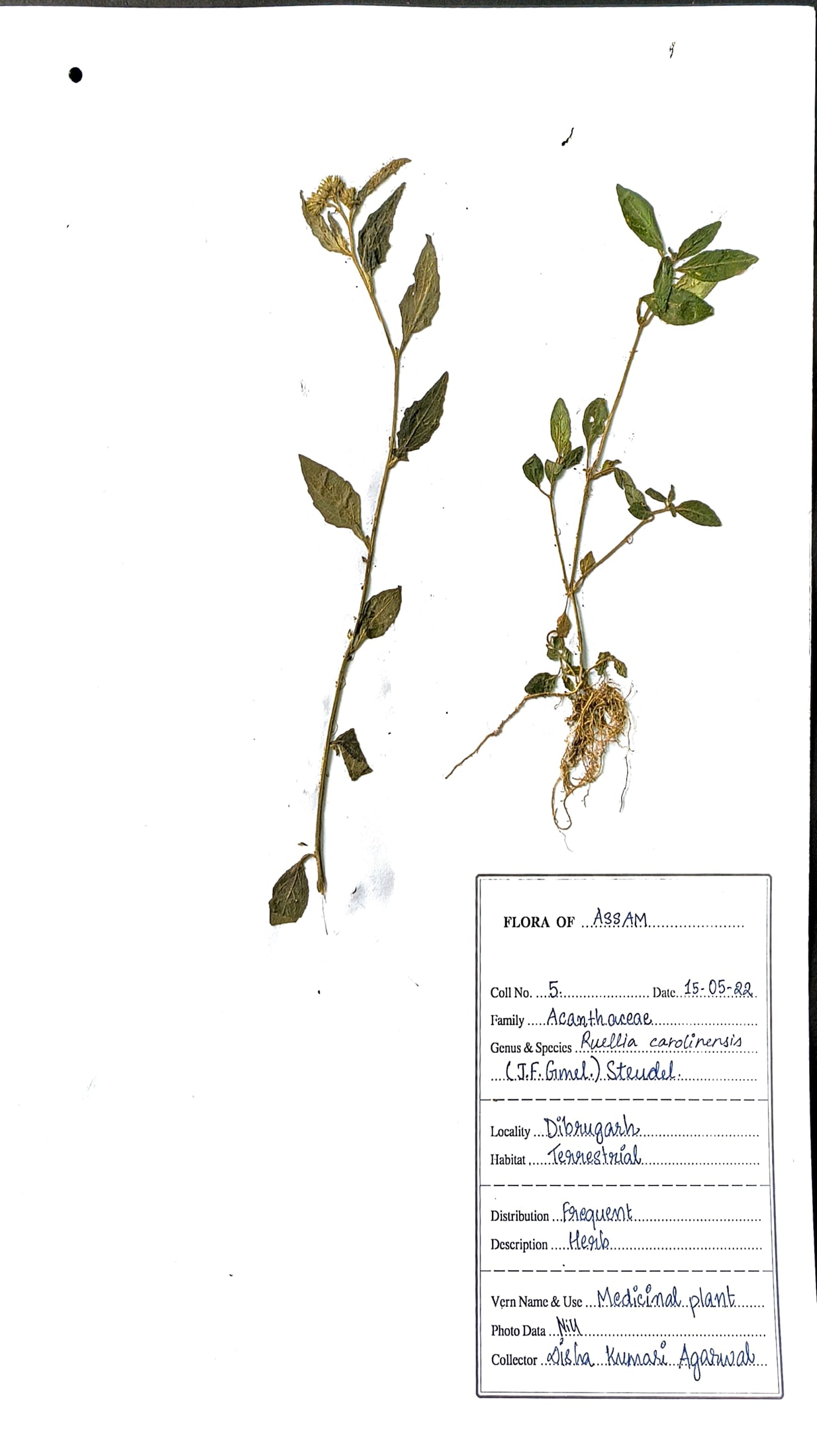 Ruellia caroliniensis (J.F. Gmel.) Steud.