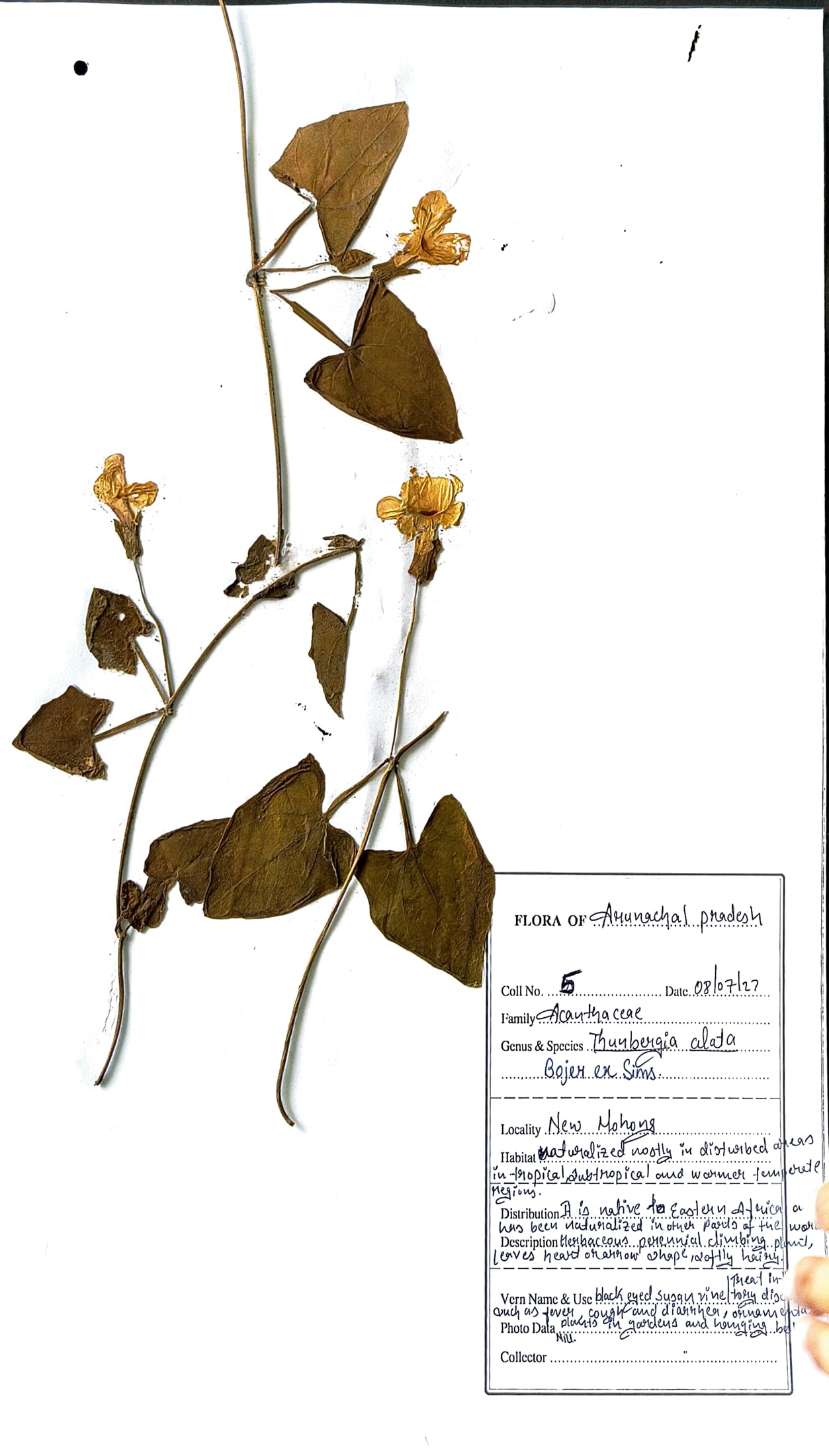 Thunbergia alata Bojer ex Sims