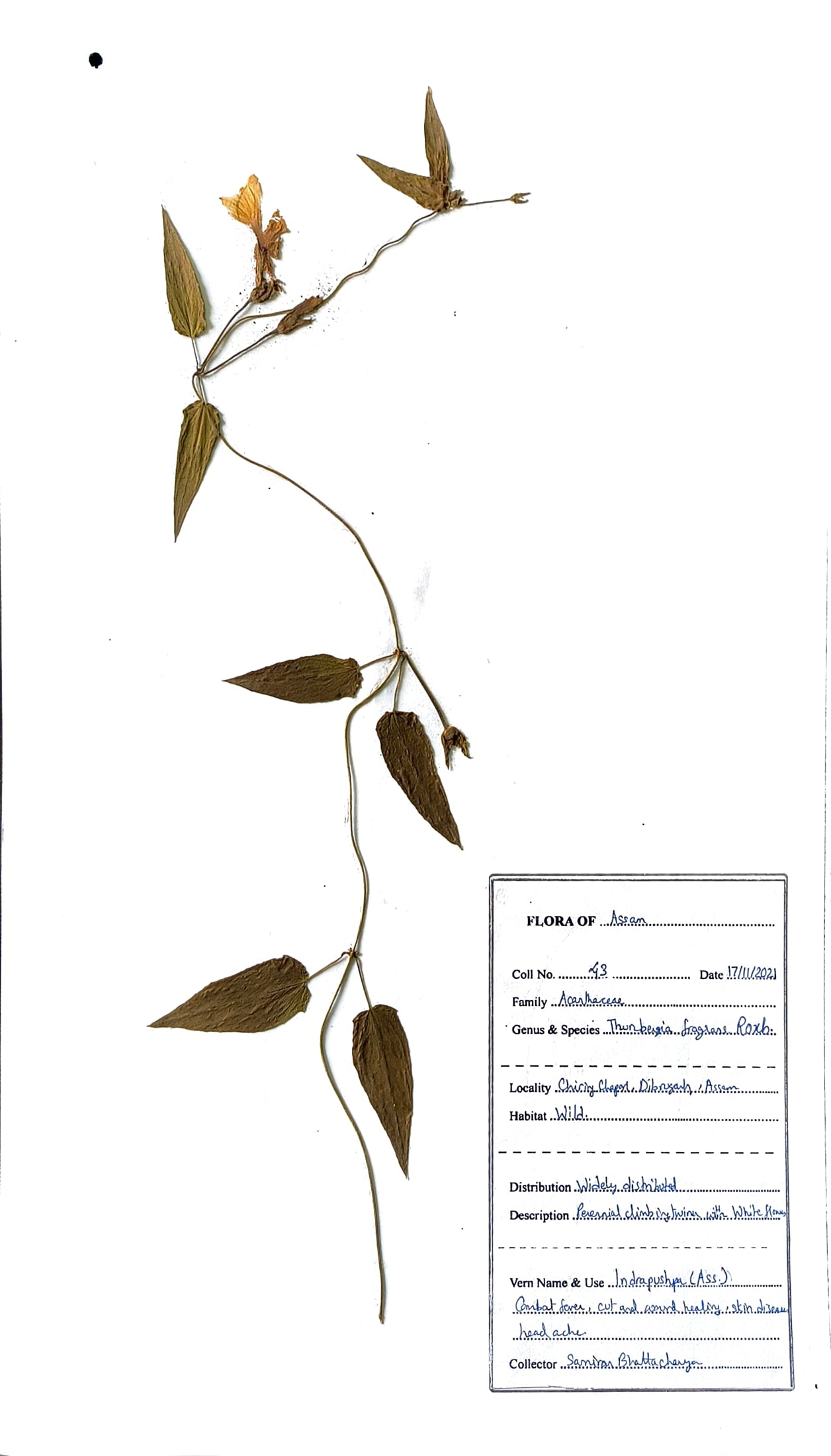 Thunbergia fragrans Roxb.
