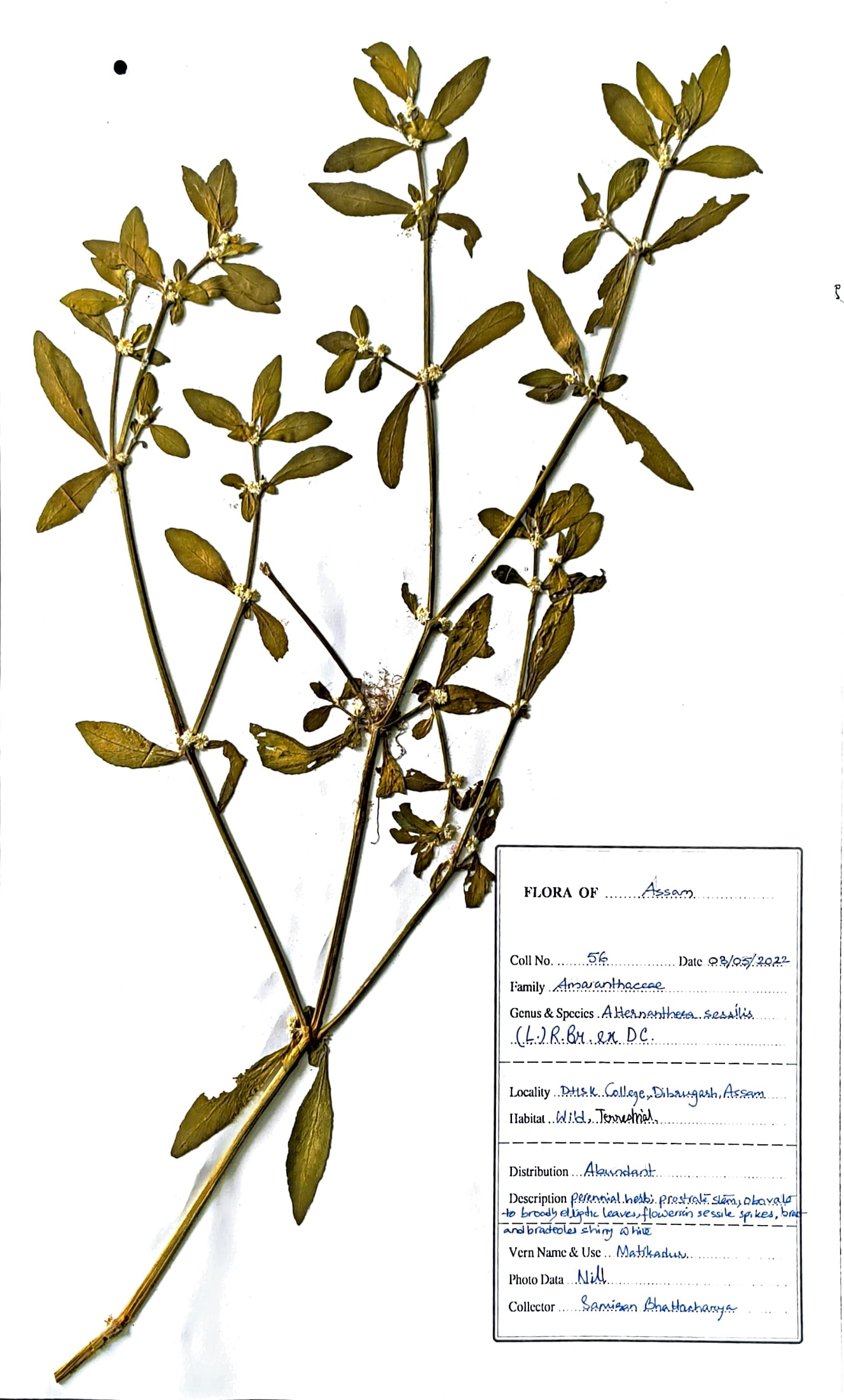 Alternanthera sessilis (L.) R.Br. ex DC.