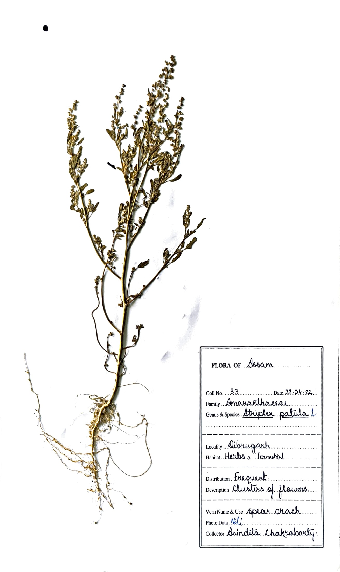 Atriplex patula L.