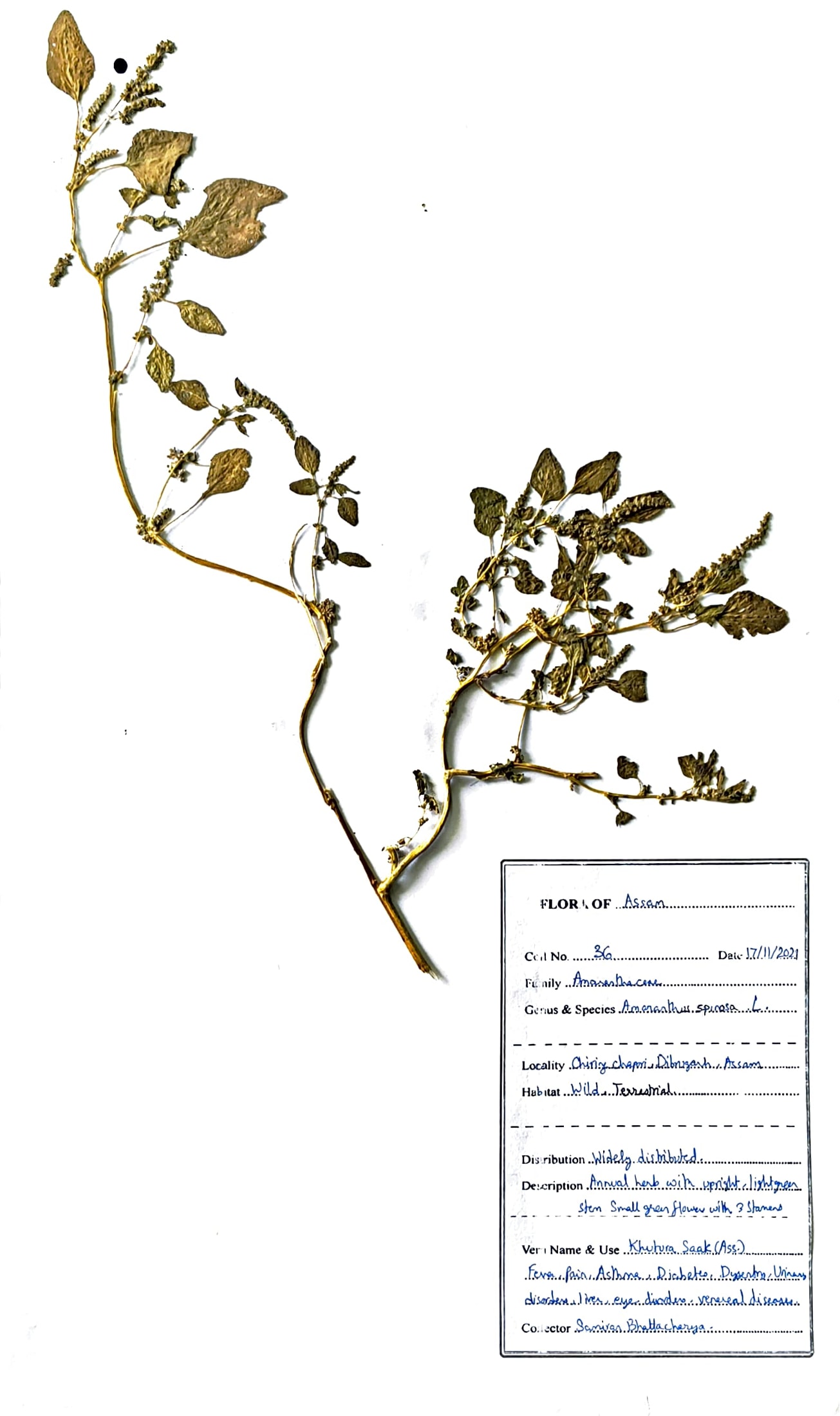 Amaranthus spinosa L.