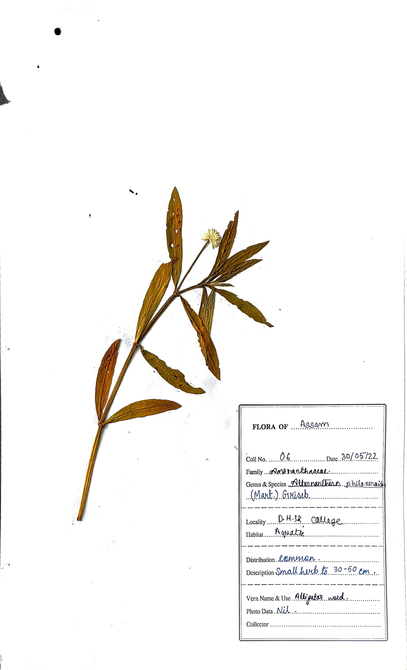 Alternanthera philoxeroides (Mart.) Griseb.