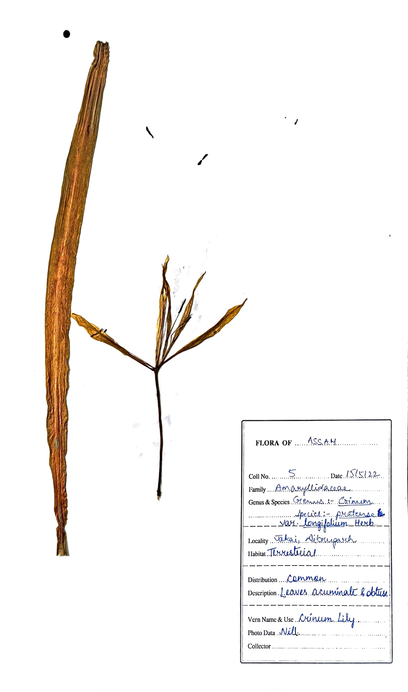 Crinum lorifolium Roxb.