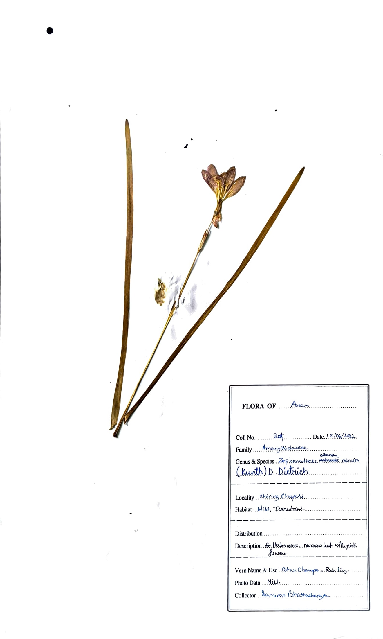 Zephyranthes minuta (Kunth) D.Dietr.