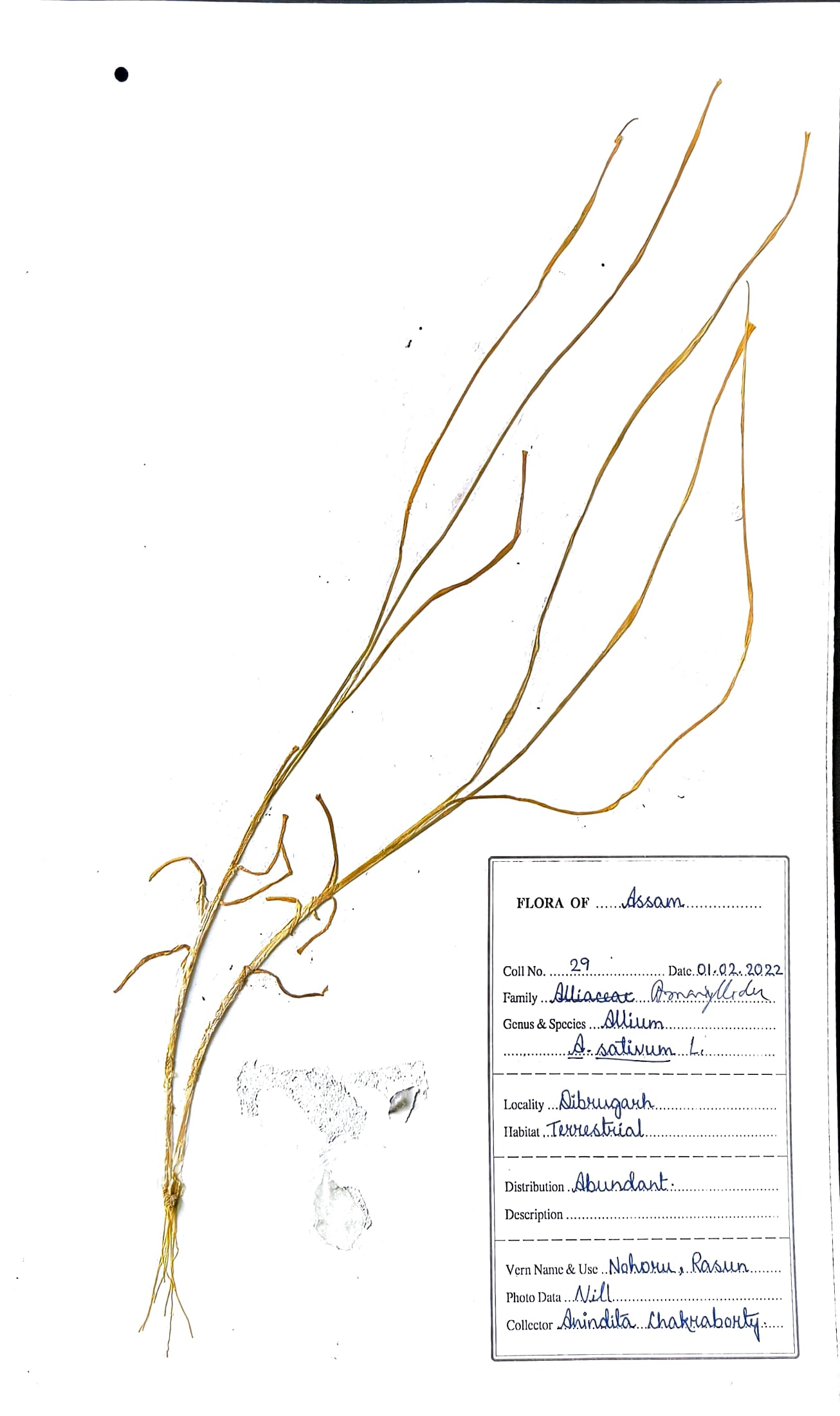 Allium sativum L.