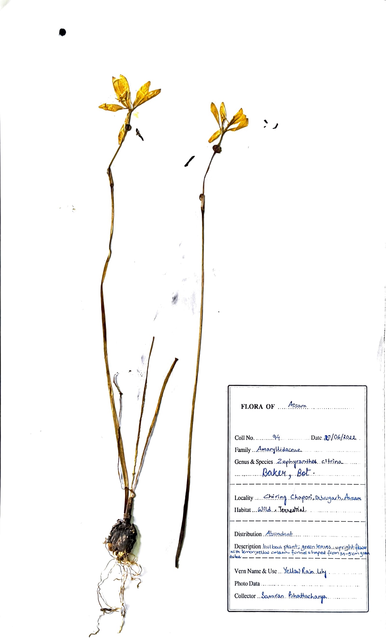 Zephyranthes citrina Baker