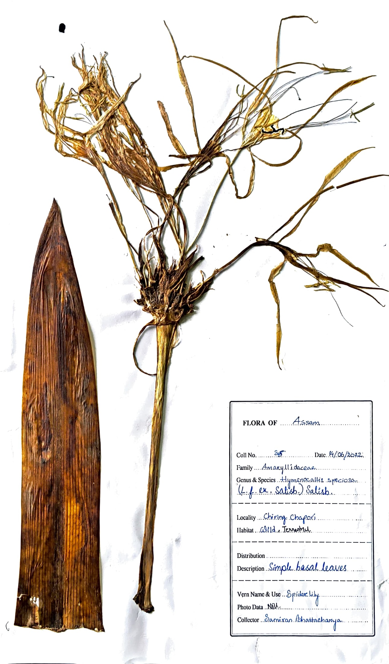 Hymenocallis speciosa (L.f. ex Salisb.) Salisb.