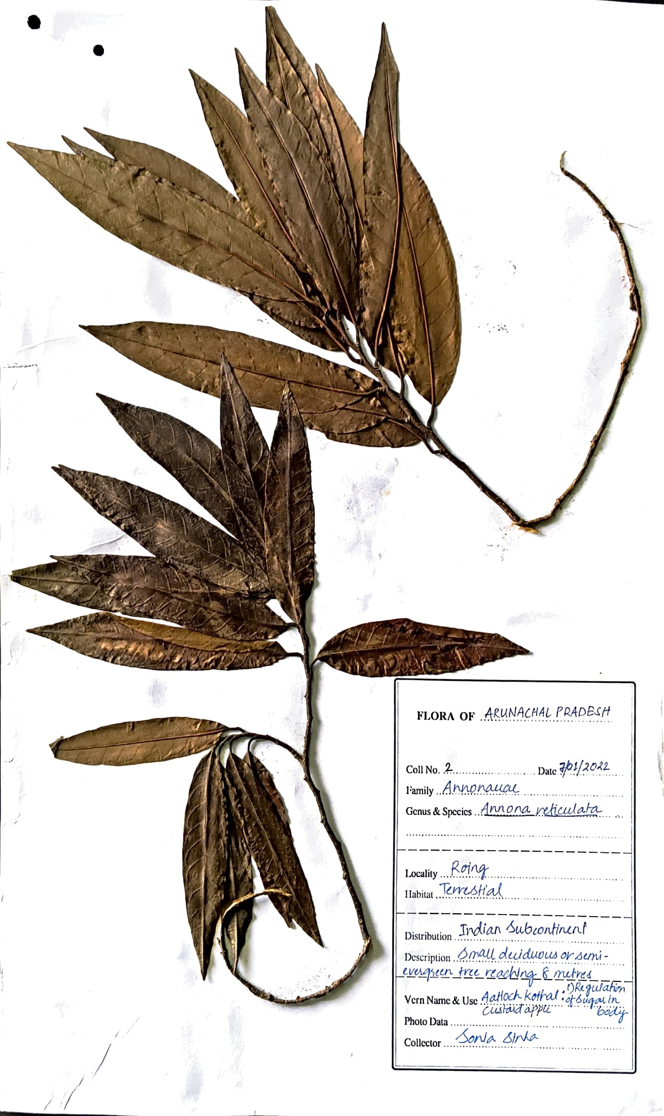 Annona reticulata L.
