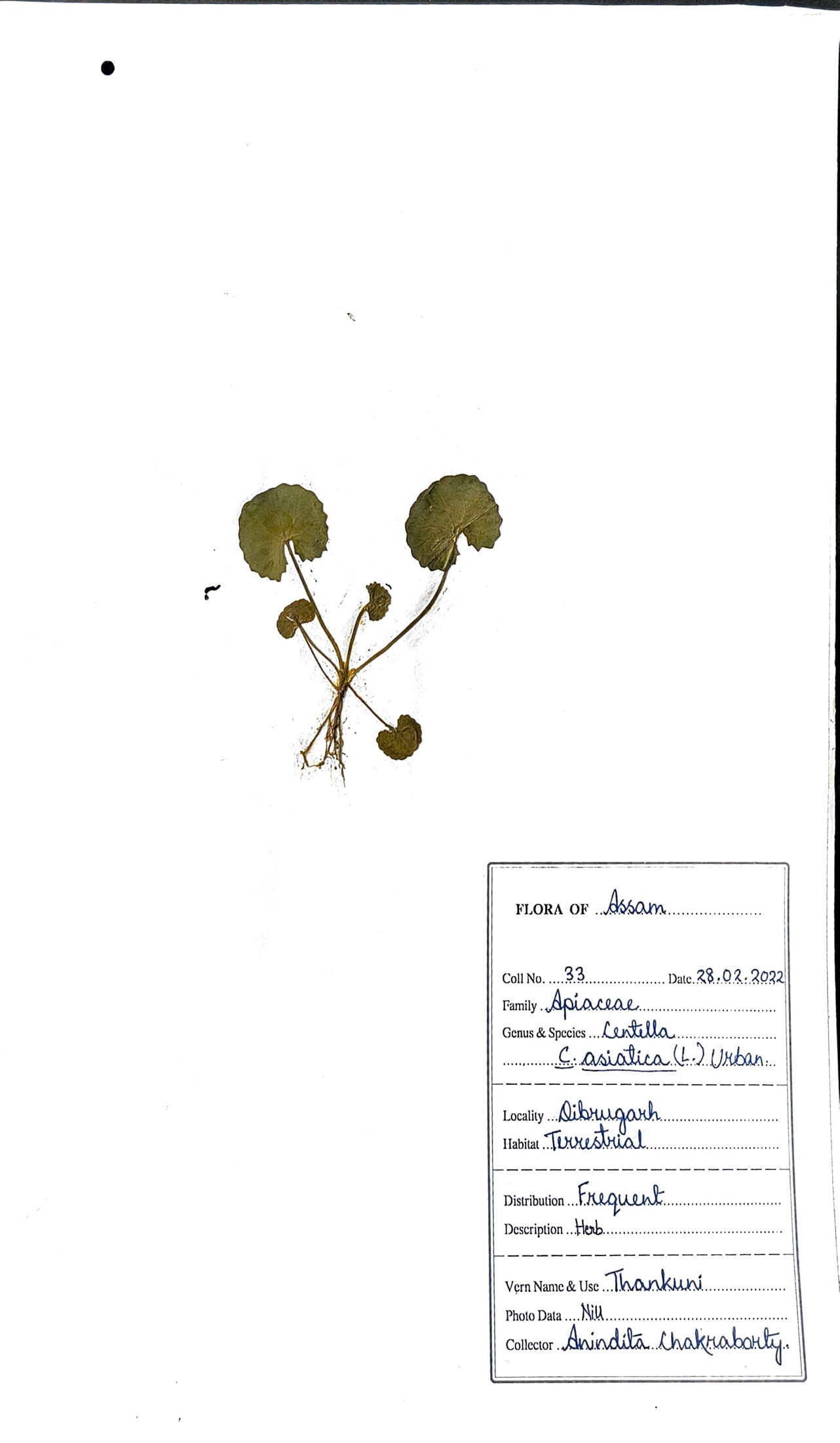 Centella asiatica (L.) Urb.
