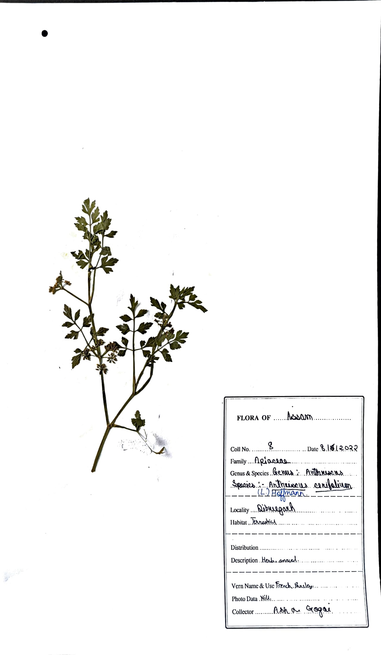 Anthriscus cerefolium (L.) Hoffm.