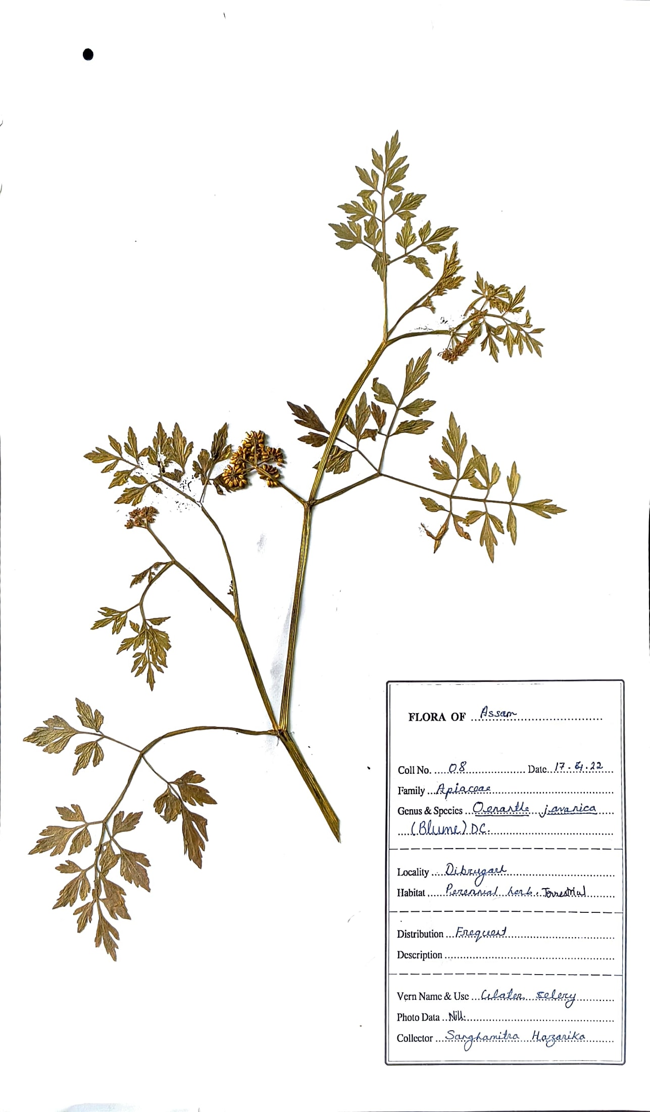Oenanthe javanica (Blume) DC.