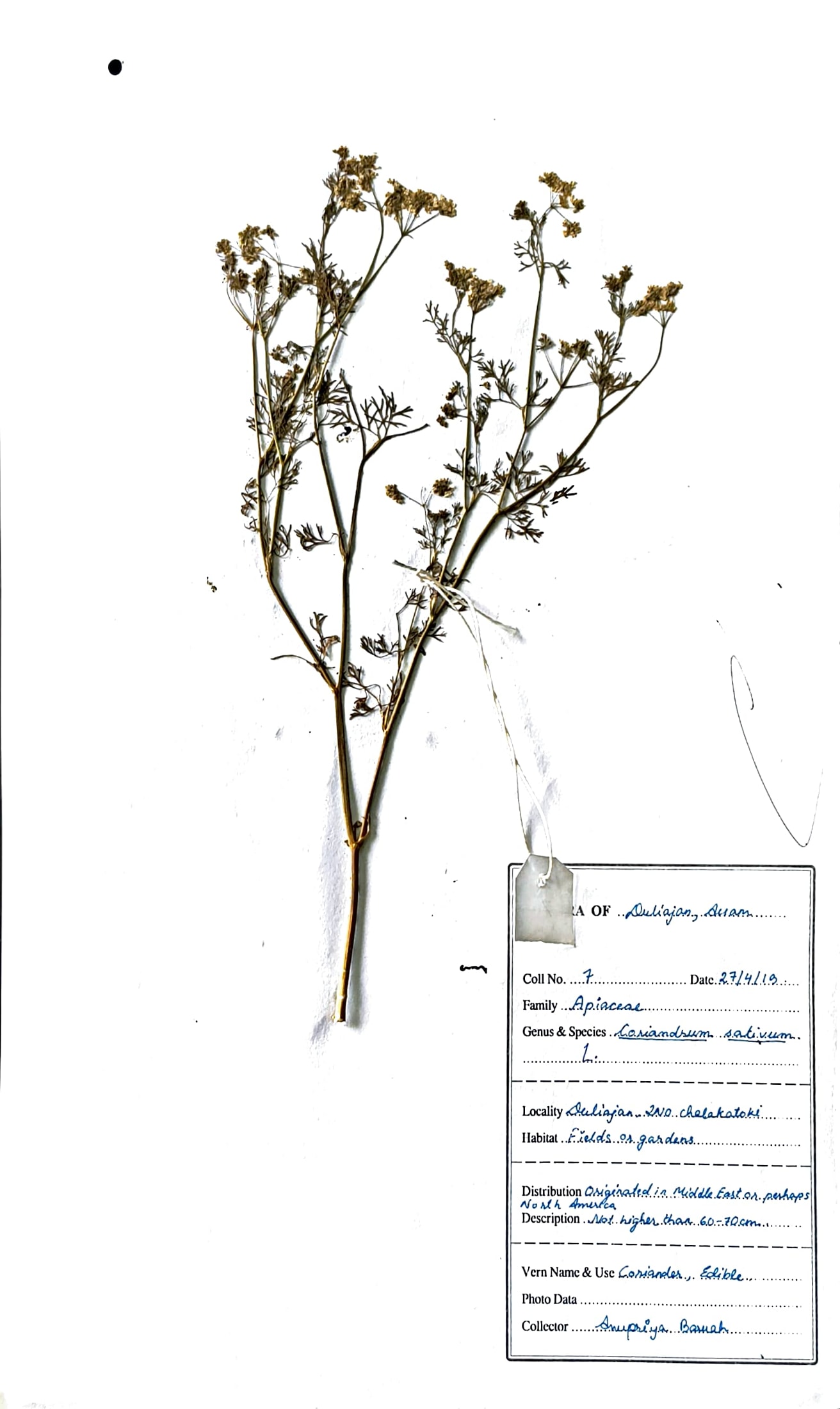 Coriandrum sativum L.