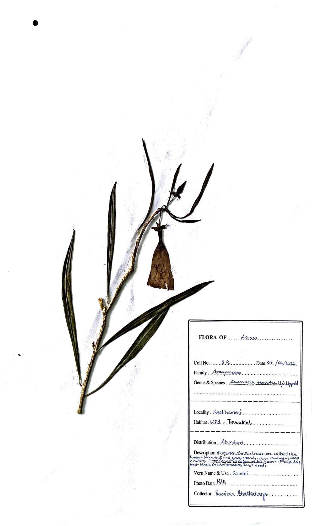 Cascabela thevetia (L.) Lippold