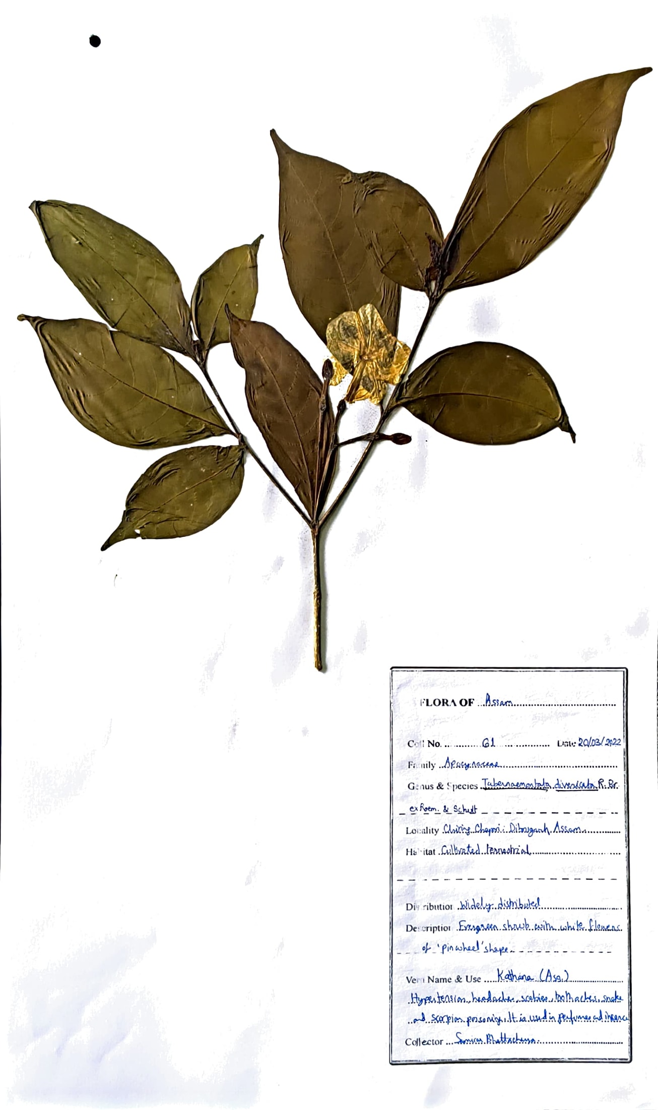 Tabernaemontana divaricata (L.) R.Br. ex Roem. & Schult.