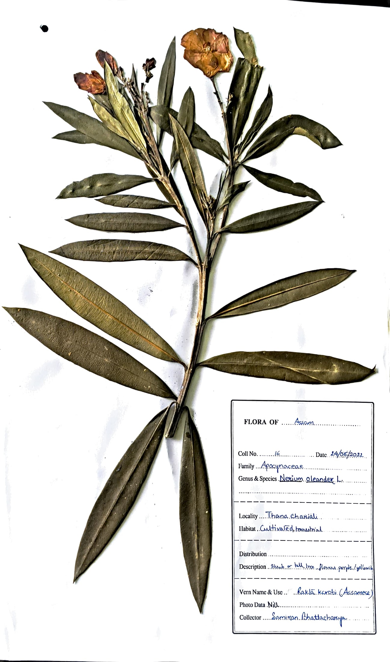 Nerium oleander L.