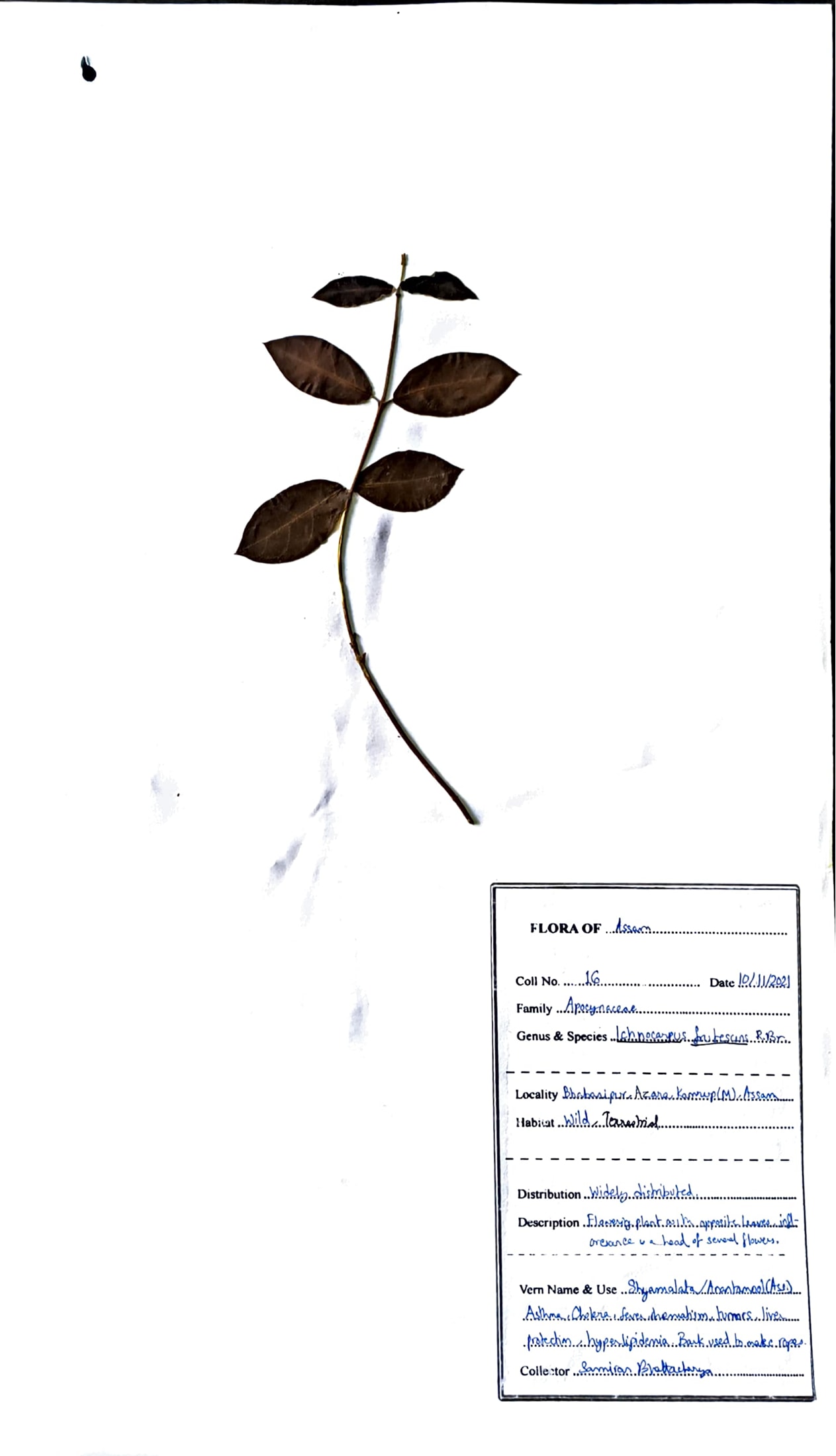 Ichnocarpus frutescens (L.) W.T.Aiton