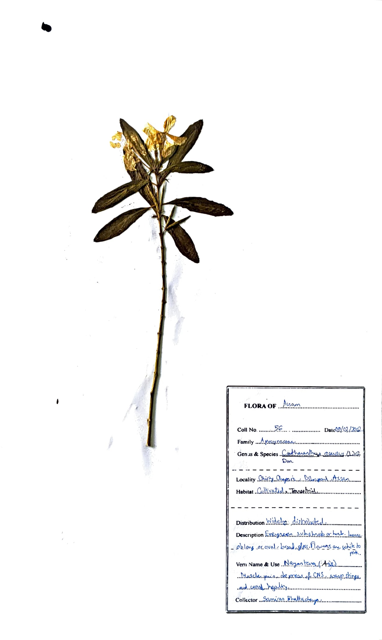 Catharanthus roseus (L.) G.Don