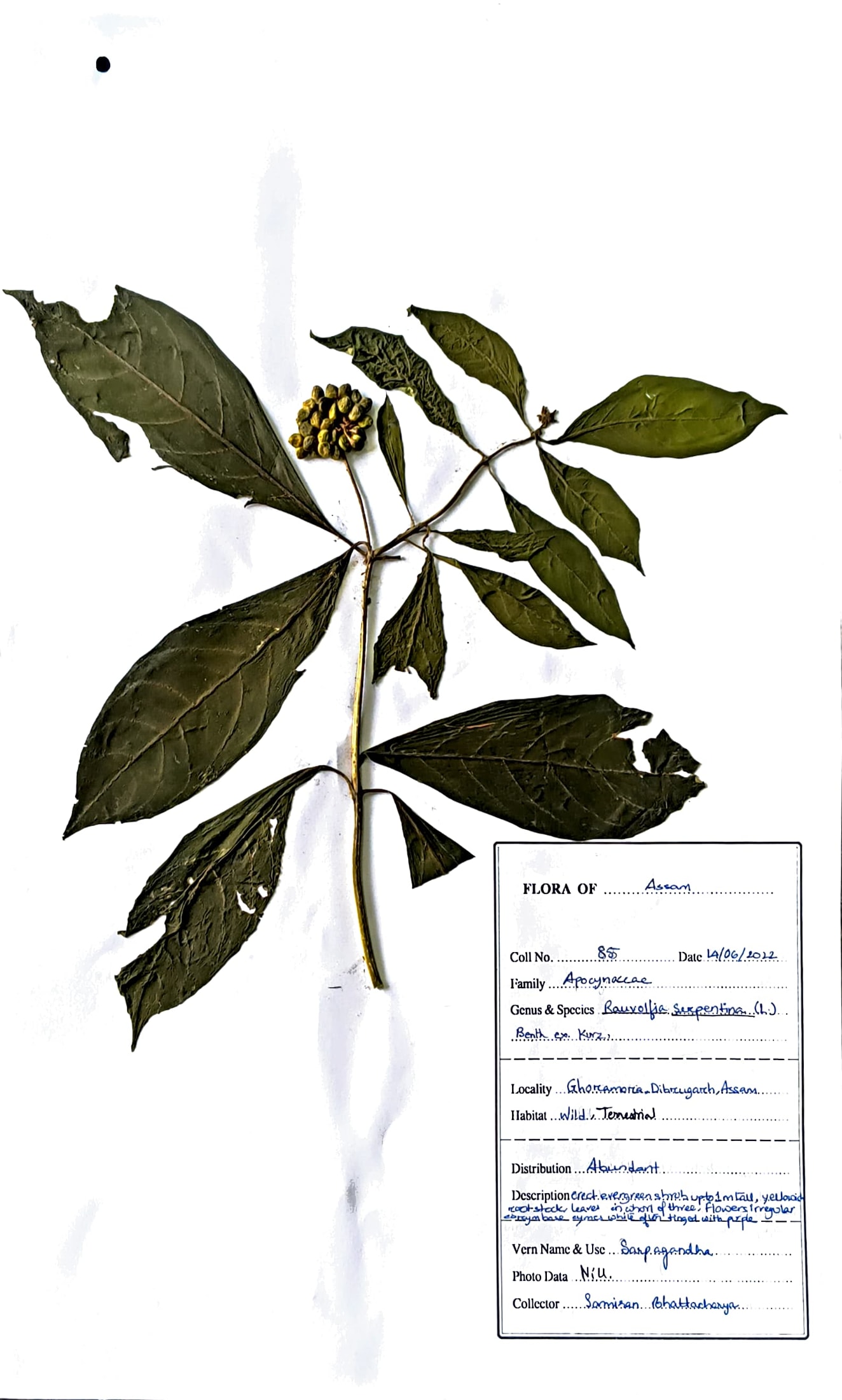 Rauvolfia serpentina (L.) Benth. ex Kurz