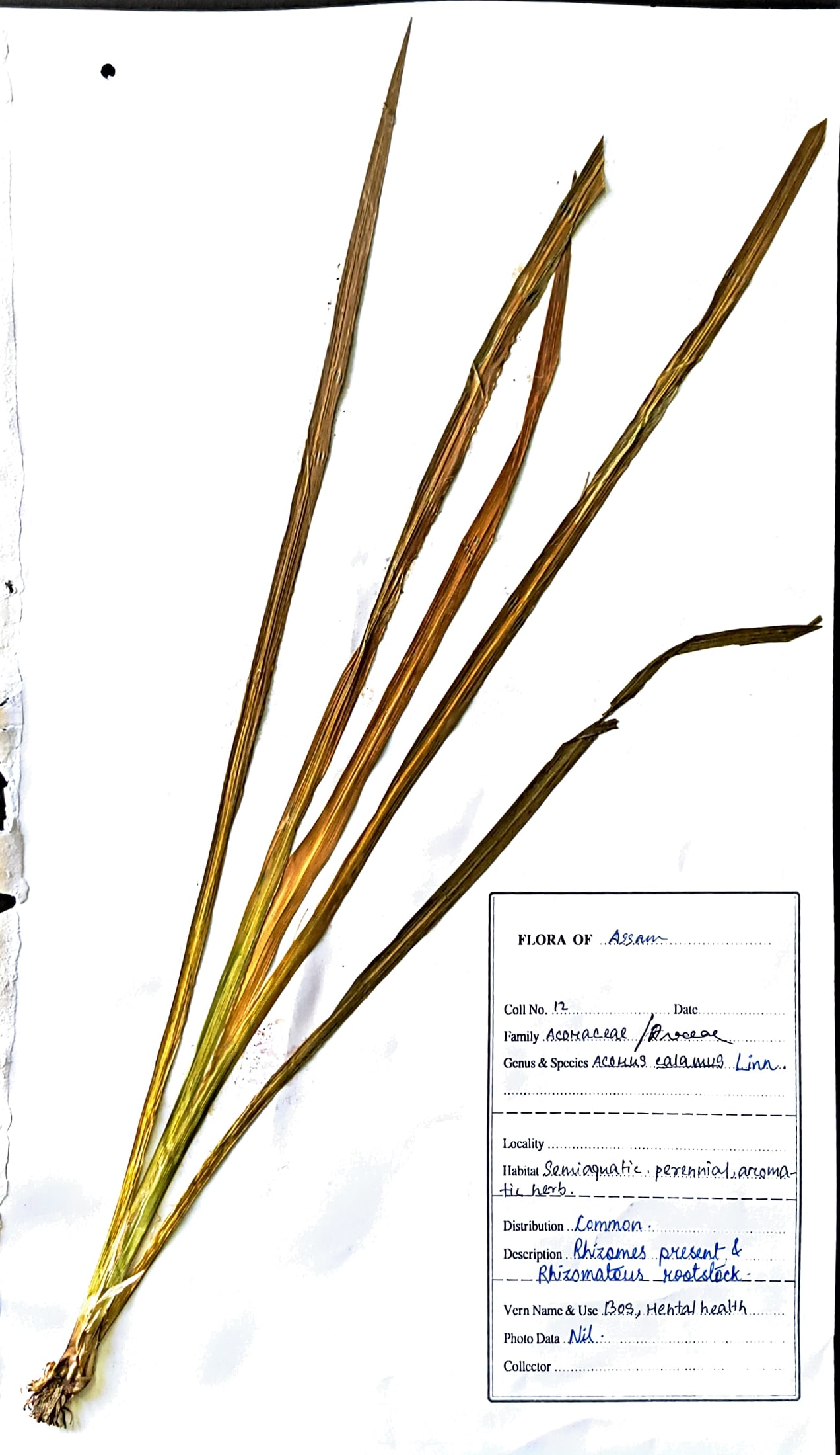 Acorus calamus L.