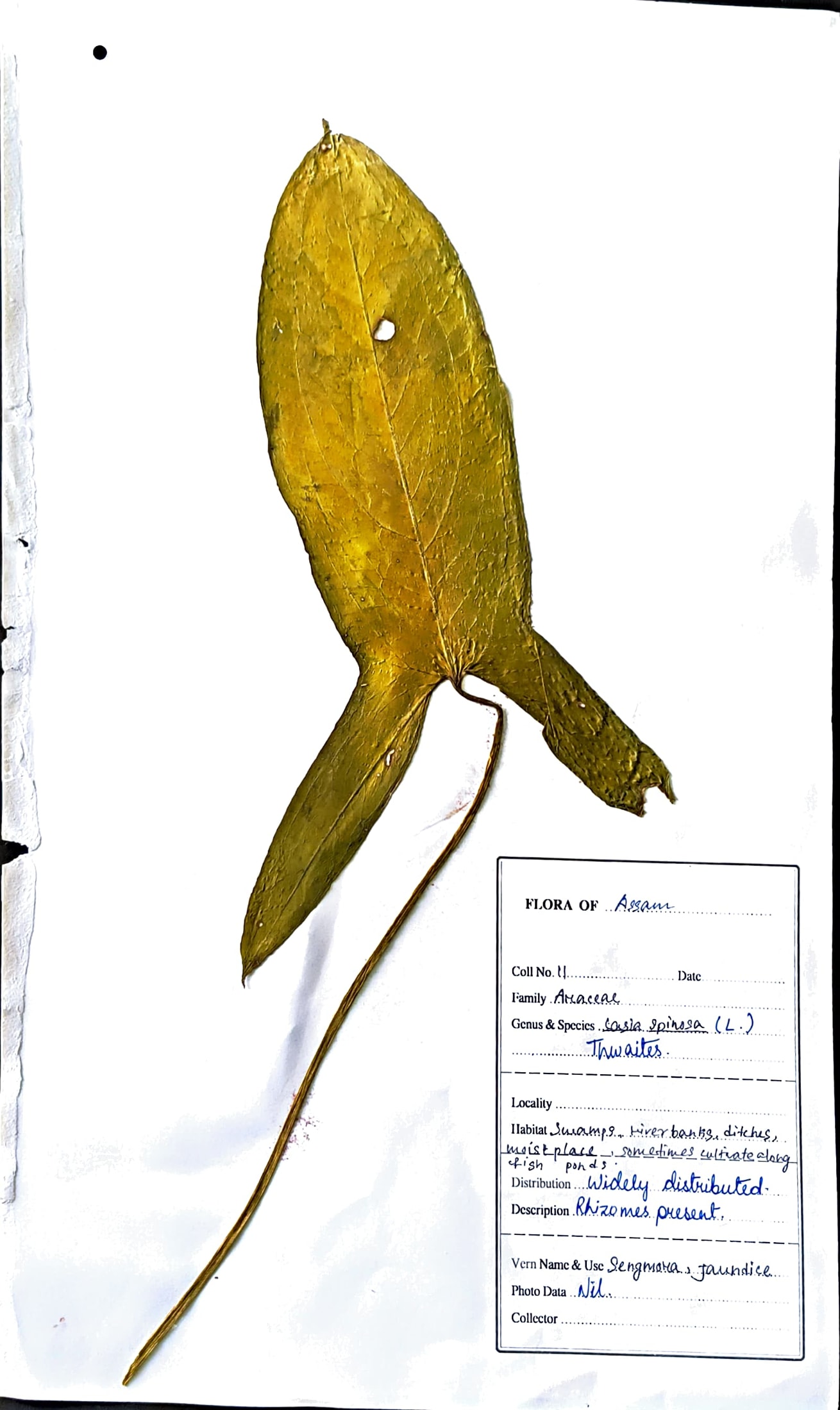 Lasia spinosa (L.) Thwaites