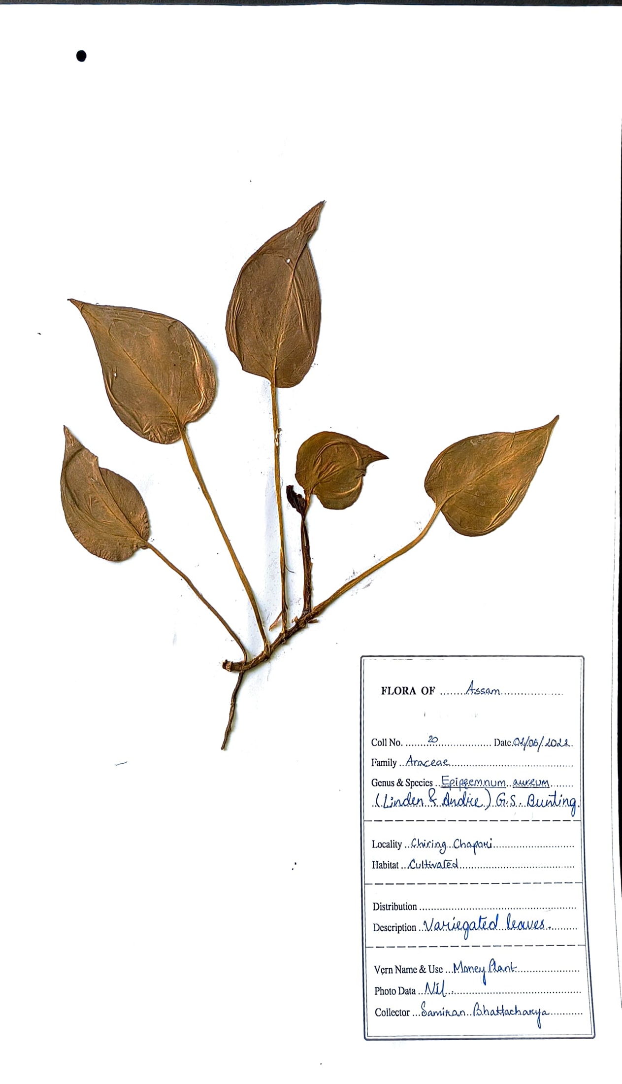 Epipremnum aureum (Linden & Andr ) G.S.Bunting