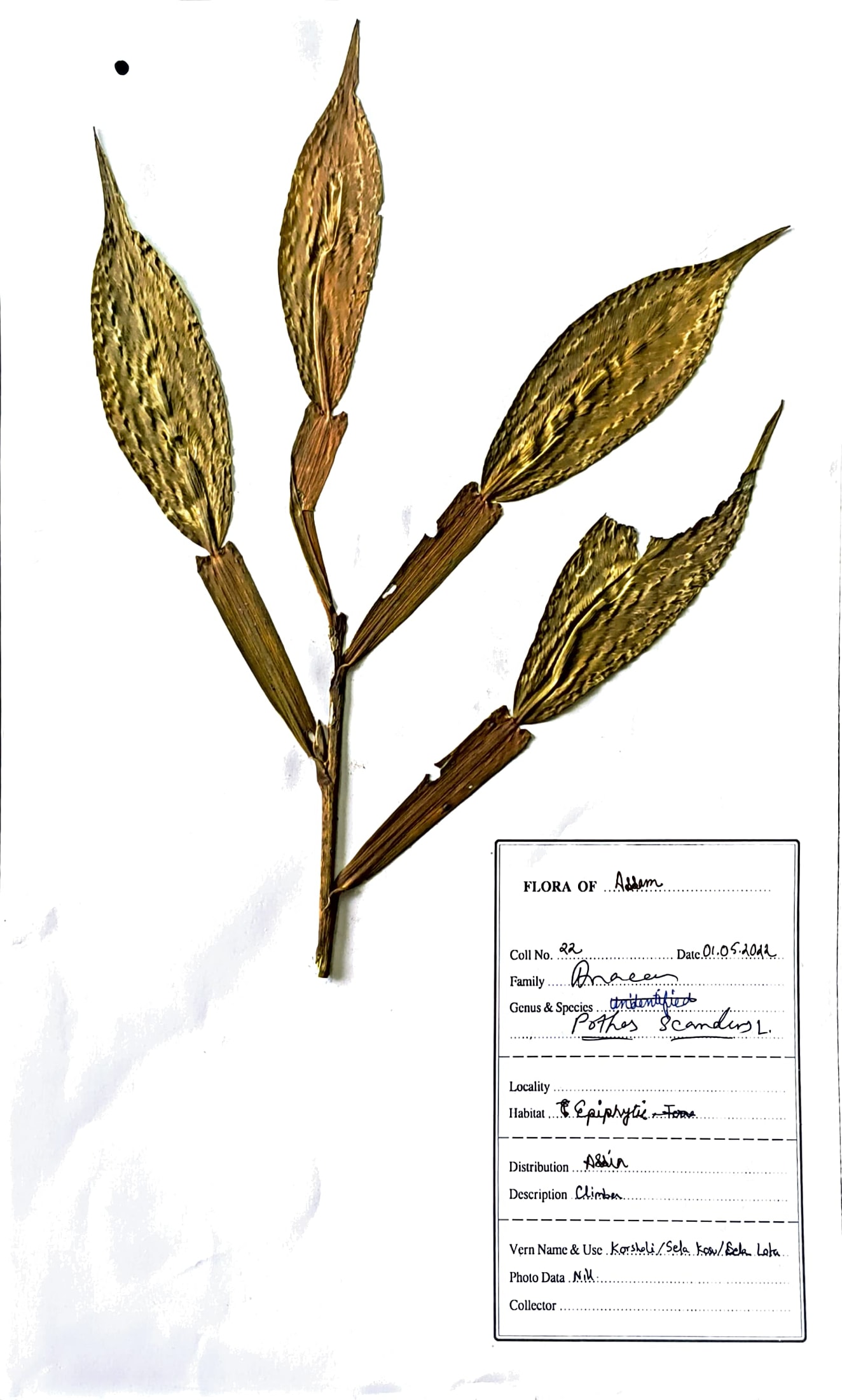 Pothos scandens L.
