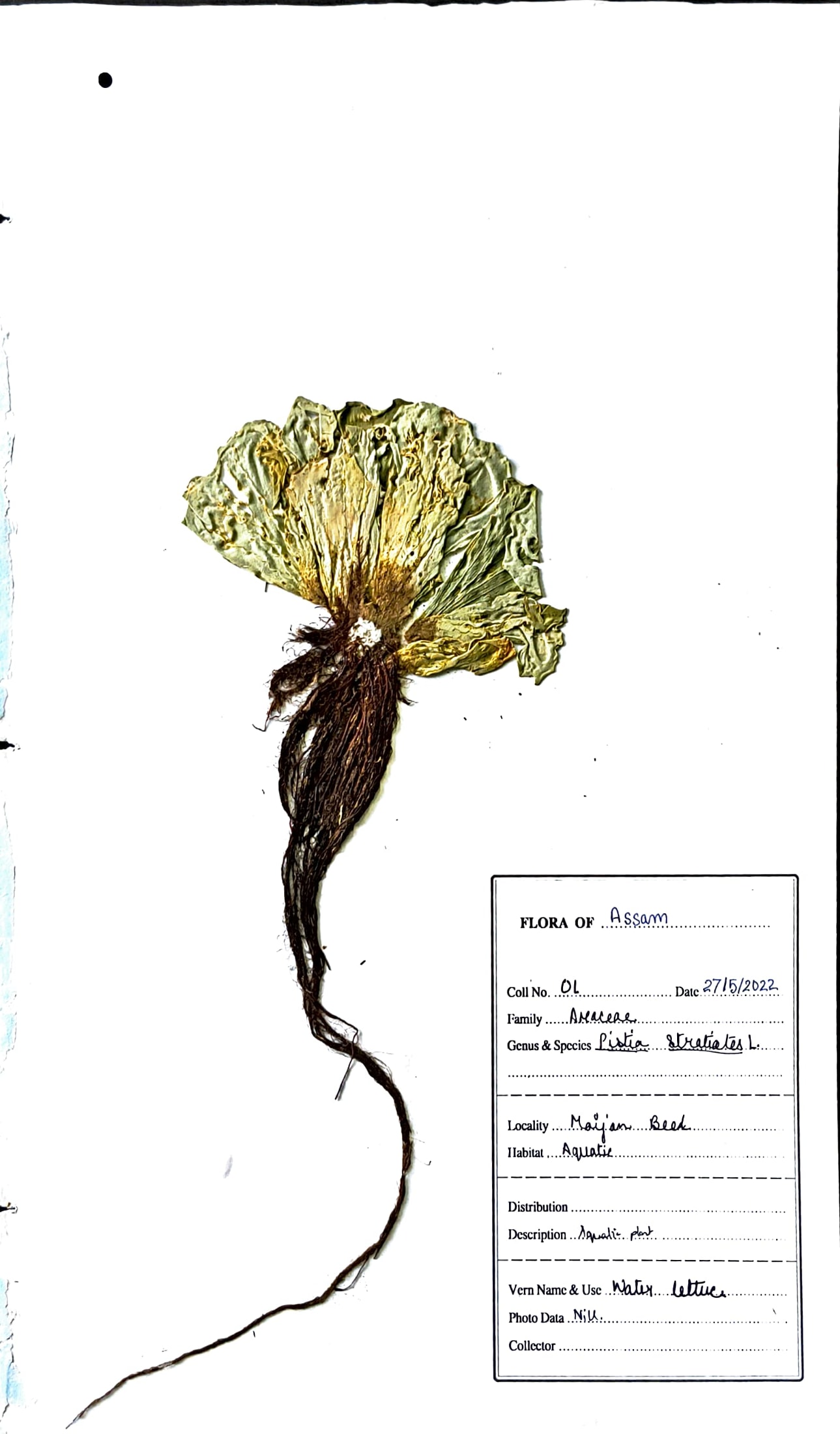 Pistia stratiotes L.